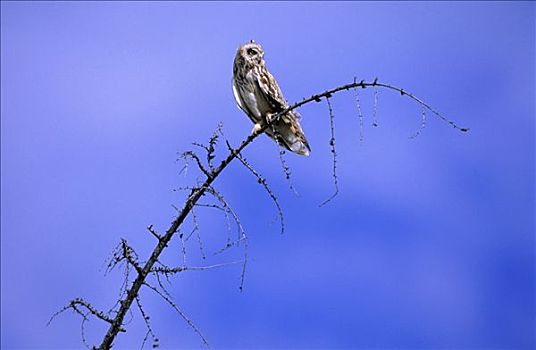 短耳鸮,栖息,残枝,欧洲