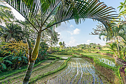 稻米梯田,巴厘岛,印度尼西亚,亚洲