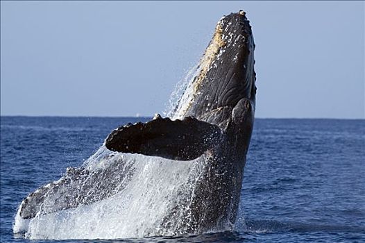 驼背鲸,大翅鲸属,鲸鱼,鲸跃,国家,海洋,夏威夷,提示,照相