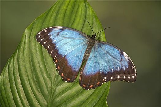 蓝色大闪蝶,南美大闪蝶,蝴蝶,哥斯达黎加