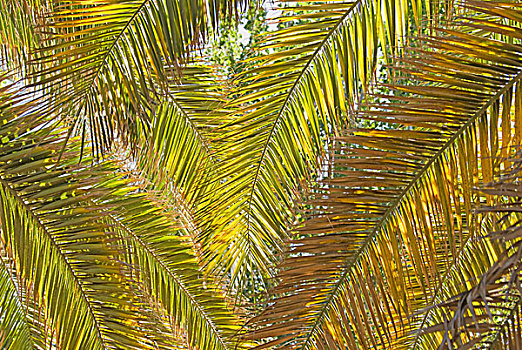 逆光,棕榈叶,门多萨,阿根廷