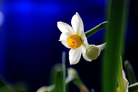 水仙花