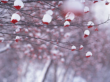 欧洲花楸,雪
