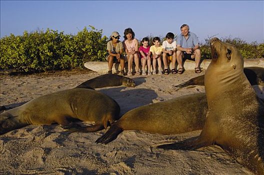 加拉帕戈斯,海狮,加拉帕戈斯海狮,群体,海滩,游客,帽子,岛屿,加拉帕戈斯群岛,厄瓜多尔,南美