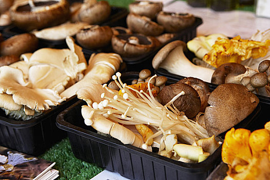品种,蘑菇,索尔兹伯里,市场,威尔特,英格兰