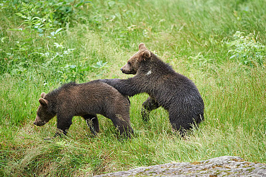 两个,欧亚混血,棕熊,熊,小动物,草地,巴伐利亚森林国家公园,巴伐利亚,德国,欧洲
