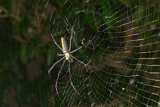 金色,蜘蛛丝,上郎蜘蛛,悬挂,蜘蛛网,地区,尼泊尔,亚洲