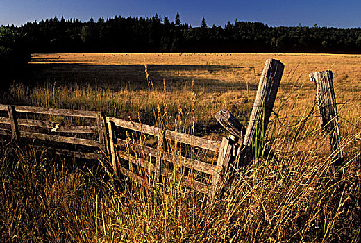围栏,土地,俄勒冈,美国