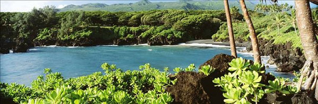 夏威夷,毛伊岛,黑沙,海滩,茂密,绿色植物