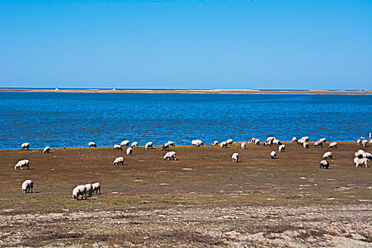 青海湖边自由放牧的羊群
