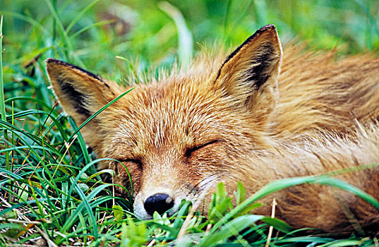 红狐,狐属,阿拉斯加,北美,美国