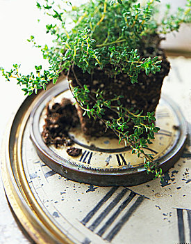 百里香,植物,坐,钟表