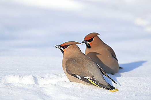 雪地里两只争斗的太平鸟