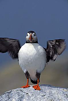 大西洋角嘴海雀,角嘴海雀,北极,振翅,海豹岛,加拿大