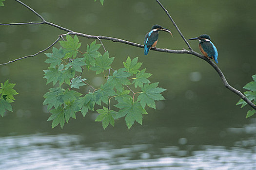 翠鸟,枝条