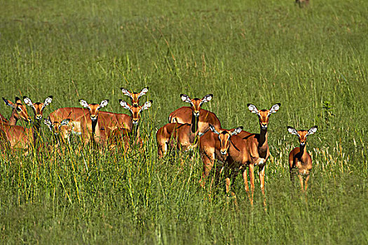 黑斑羚,万基国家公园,津巴布韦,非洲