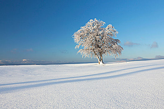 山毛榉树,初雪,早晨,亮光,山,靠近,黑森林,山脉,巴登符腾堡,德国,欧洲