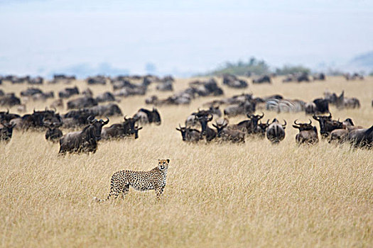 印度豹,猎豹,靠近,蓝角马,角马,牧群,马赛马拉国家保护区,肯尼亚