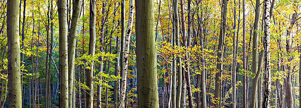 秋日树林,绿色,褐色,叶子,树上,枝条
