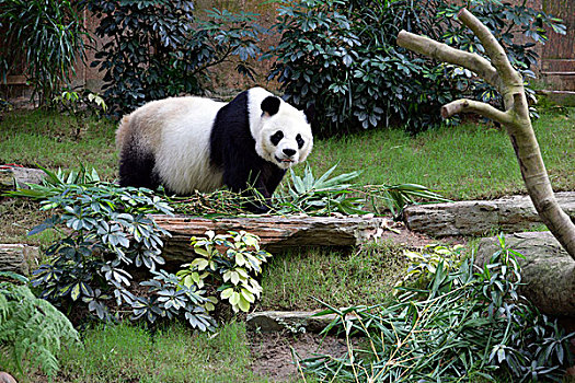 熊猫,海洋公园,香港