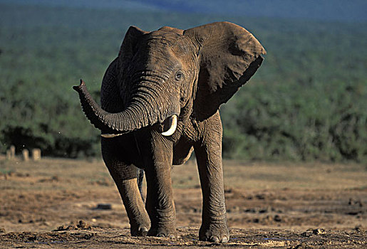南非,阿多大象国家公园,公象,非洲象,站立,水潭