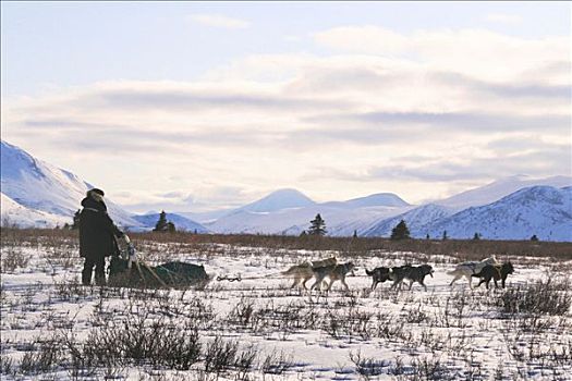雪橇狗,团队,冬季风景,苔原,高原,育空地区,加拿大
