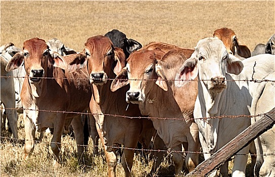 钩刺,铁丝栅栏,限制,菜牛,母牛,澳大利亚,牧场