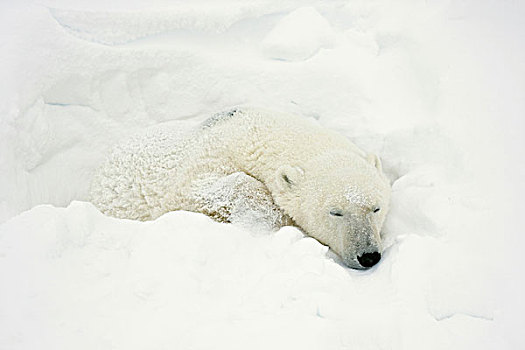 北极熊,睡觉,丘吉尔市,野生动物,管理,区域,曼尼托巴,加拿大
