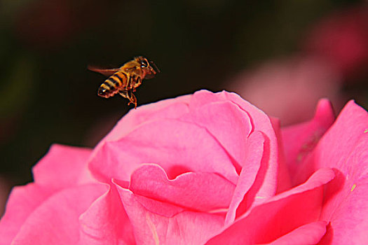 蜜蜂,花朵