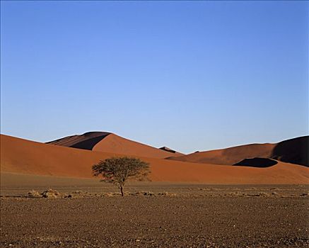 沙丘,树,索苏维来地区,纳米比亚