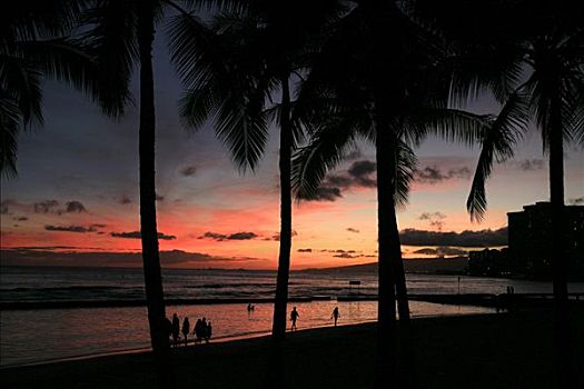 海滩,棕榈树,怀基基海滩,日落,岛屿,夏威夷,美国,北美