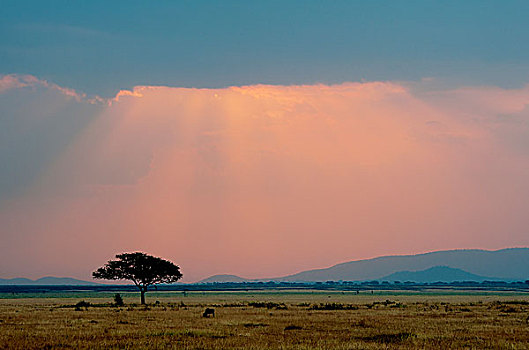 坦桑尼亚塞伦盖蒂草原耶稣光