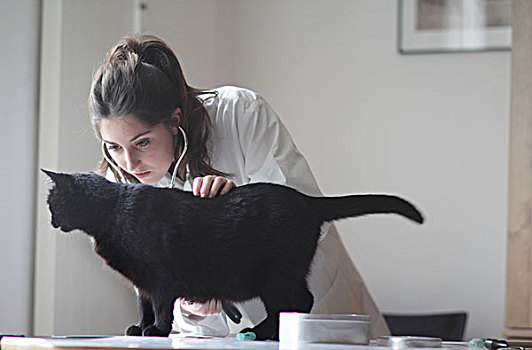 兽医,检查,黑猫
