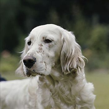 英格兰雪达犬图片图片