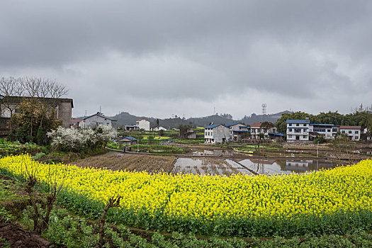 油菜花