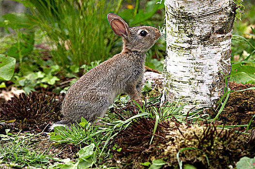 欧洲兔,野生,兔子,兔豚鼠属,幼兽,嗅,树干,诺曼底
