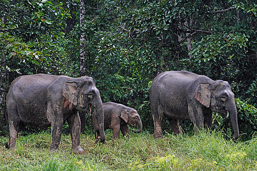 婆罗洲,俾格米人,大象,象属,幼兽,进食,雨林,沙巴,马来西亚,亚洲