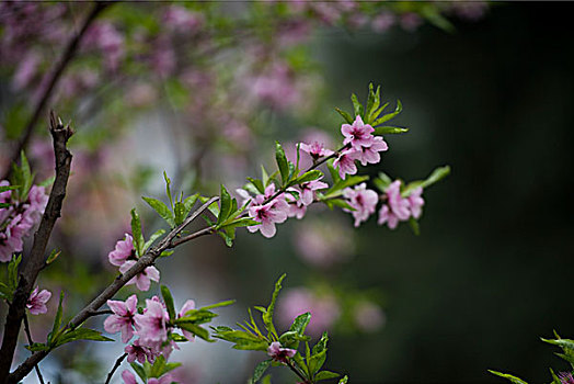 桃花