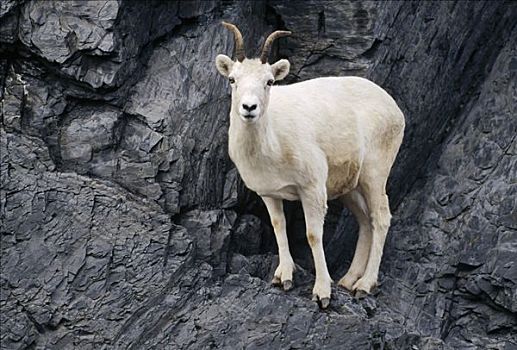 野大白羊,白大角羊,母羊,陡峭,岩石,布鲁克斯山,北方,斜坡,阿拉斯加