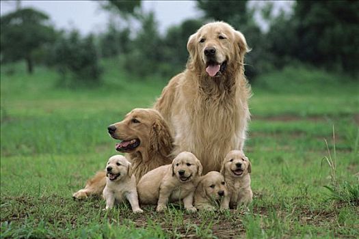 金毛猎犬,狗,父母,小狗,北美