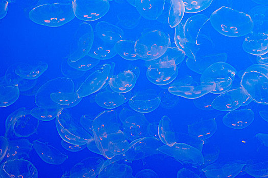 透明,水母,蓝色背景