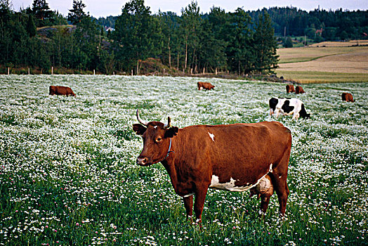 母牛,地点,瑞典