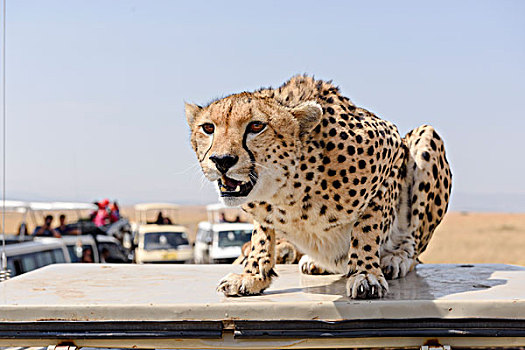 印度豹,猎豹,坐,交通工具,烦扰,旅游巴士,马赛马拉国家保护区,肯尼亚,非洲