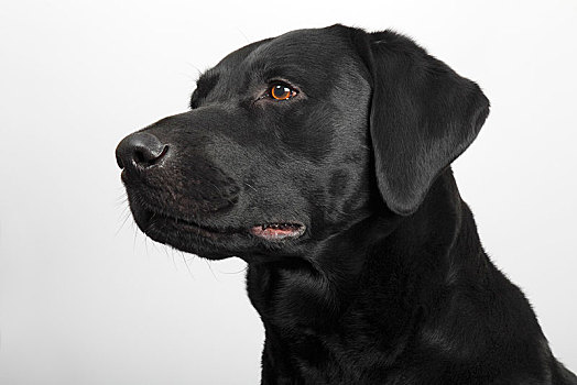 黑色拉布拉多犬,狗,雄性,头像,德国,欧洲