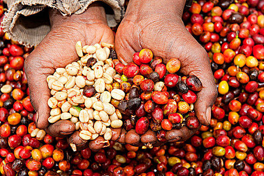 咖啡,作物,农民,拿着,外皮,咖啡豆,卢旺达,非洲