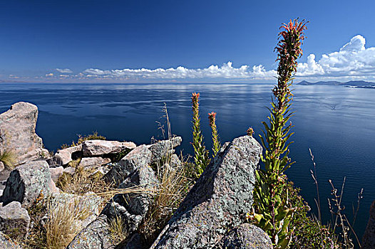 提提卡卡湖,科帕卡巴纳,玻利维亚,南美