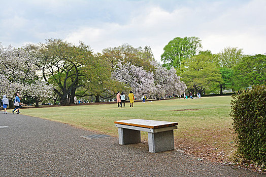 日本东京上野公园樱花