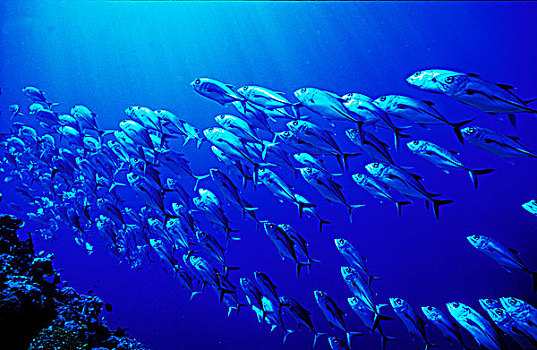 巴布亚新几内亚,鱼群,鱼,水下视角