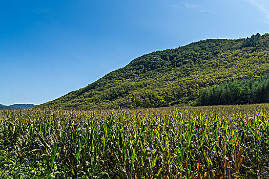 秋季山脚下的田野