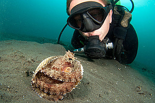 潜水,看,椰子,章鱼,蓝碧海峡,苏拉威西岛,印度尼西亚